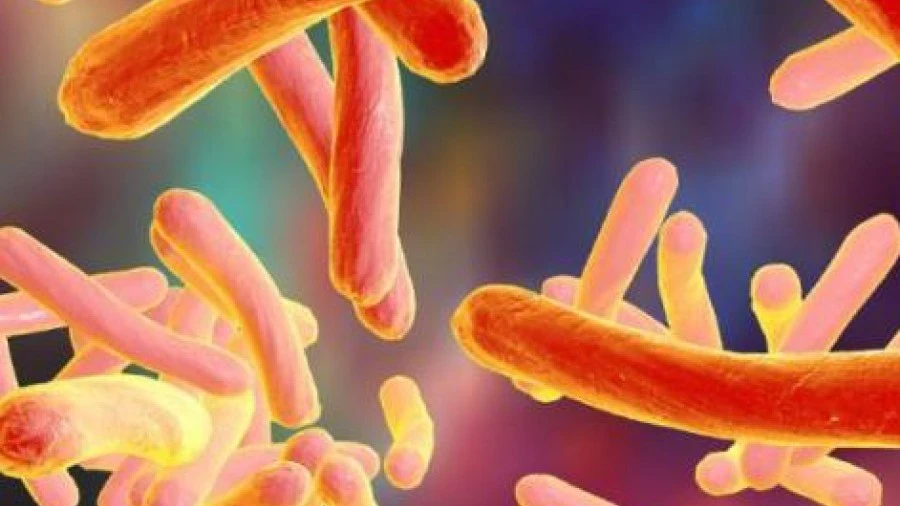 Mycobacterium tuberculosis bacteria microscopy